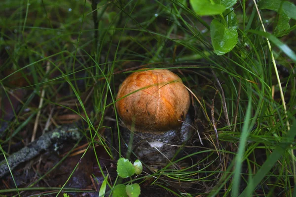 Lindo bollo de centavo hongo está creciendo en la hierba . — Foto de Stock