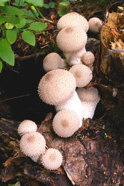 В лесу растут маленькие круглые белые грибы — стоковое фото