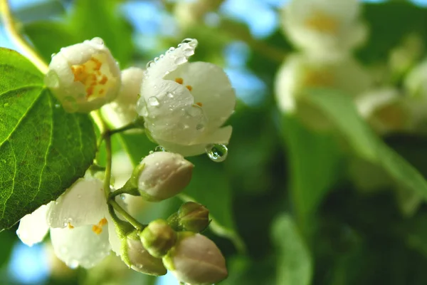 水滴で咲く桜やリンゴの木の白い花 — ストック写真