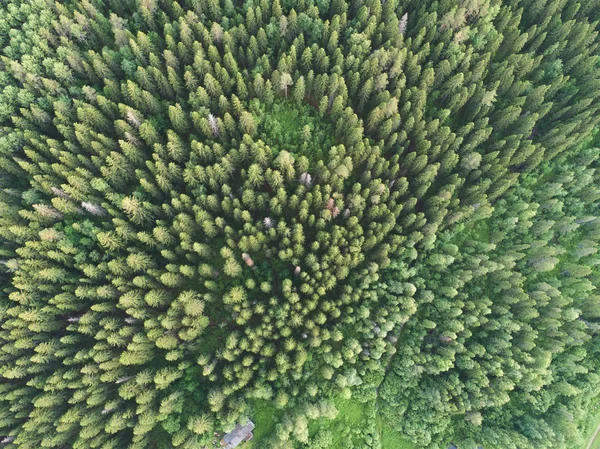 Vista aérea da floresta boreal verde repleta de abetos — Fotografia de Stock