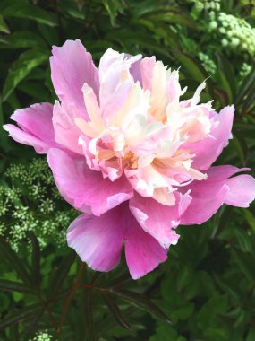 Koyu yeşil doğal arka planda kabarık pembe şakayık çiçekler