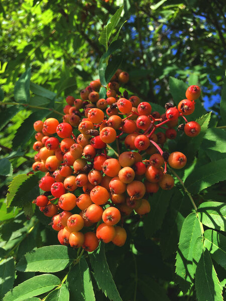 Early fruits of rowan, Sorbus aucuparia, on a tree in summer