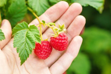 Arka plan gr üzerinde kadın palmiye bir dal üzerinde Kırmızı olgun ahududu