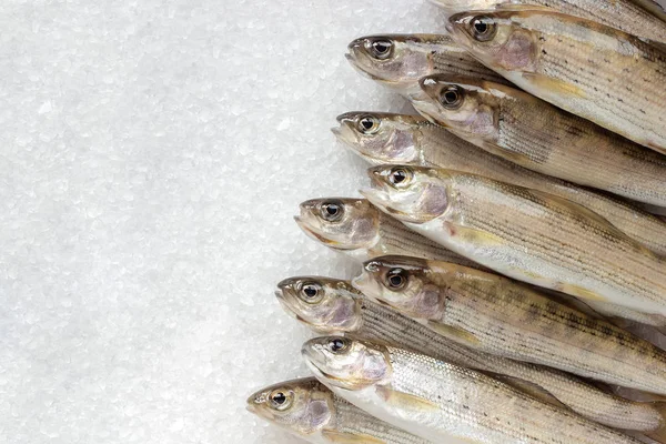 Yığın Sibirya nehir graylingon beyaz kristaller tuz