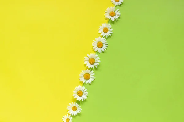 Вертикальна лінія ромашок ромашки квіти на жовтому і зеленому паперовому фоні в мінімальному стилі Копіювати простір Шаблон для малювання, тексту або вашого дизайну Креативний плоский вигляд зверху — стокове фото