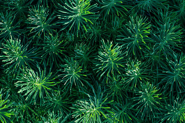 Green decorative plant grass, background, texture. Euphorbia cyparissias ornamental perennial in landscape design garden or park Abstract pattern Top view