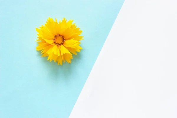 Una flor Coreopsis amarilla sobre fondo de papel blanco y azul Estilo mínimo Copiar espacio Plantilla para letras, texto o tu diseño. Vista superior creativa — Foto de Stock