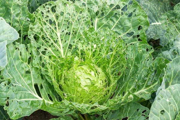 Kool beschadigd door insecten ongedierte close-up. Kop en bladeren van kool in gat, opgegeten door larven, vlinders en rupsen. Gevolgen van de invasie vlinders Pieris brassicae — Stockfoto