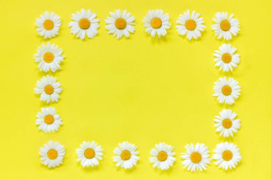 Çiçek kompozisyonu. Çerçeve çiçek dikdörtgen çelenk çiçek papatya. Düz Crearive üst görünümü yatıyordu. Yukarıdan aşağıya kompozisyon. Kopya alanı Kartpostal, yazı metni veya tasarım için Şablon u yla alay etme