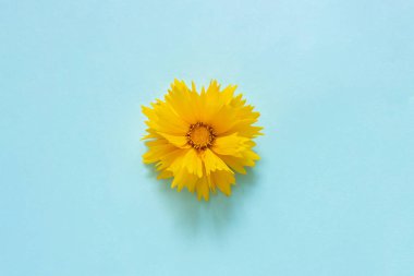 Mavi kağıt arka plan üzerinde bir sarı Coreopsis çiçek Minimal stil Yazma, metin veya tasarım için alan Şablonu. Yaratıcı Üst Görünüm