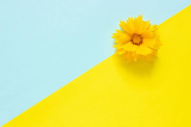 Mavi ve sarı kağıt arka plan üzerinde bir sarı Coreopsis çiçek Minimal stil Yazma, metin veya tasarım Yaratıcı Top View için kitap Şablonu