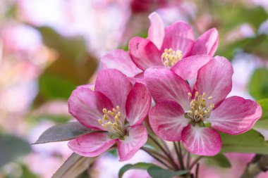 Pembe elma ağacı çiçek açan