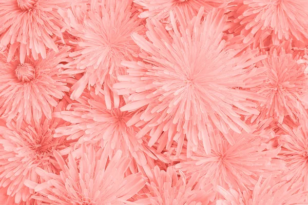 Pink natural floral background, head flower toned. Template for your design. Top-down composition — Stock Photo, Image