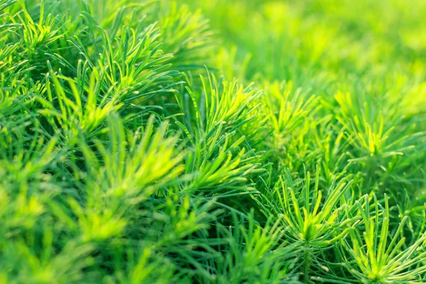 Garden ornamental perennial grass in sunlight — Stock Photo, Image