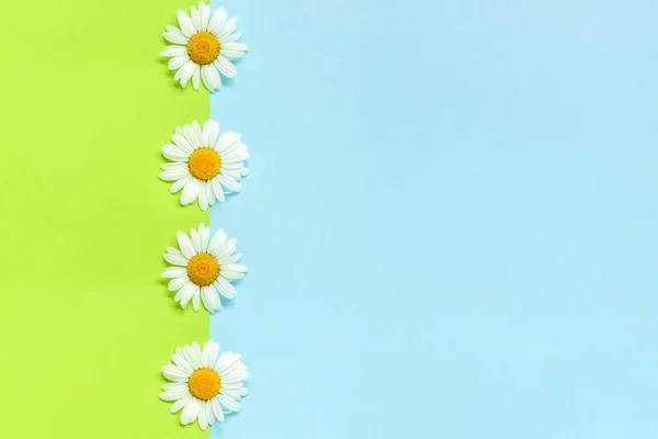 Línea vertical manzanillas margaritas flores sobre papel de color verde y azul fondo en estilo minimalista Copiar espacio Plantilla para letras, texto o su diseño Creative Flat lay Vista superior — Foto de Stock