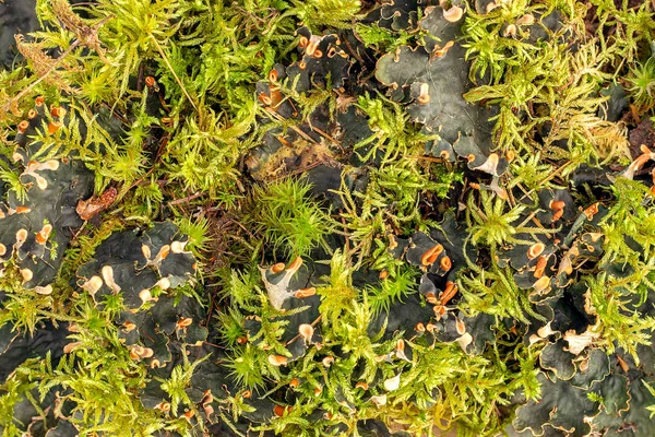 Moss és zuzmó a földön, erdőben, háttér, textúra — Stock Fotó