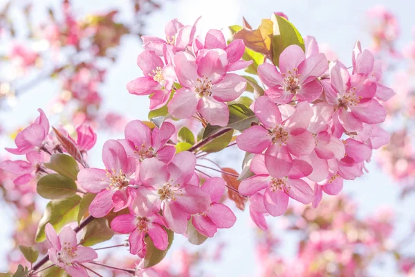 Цветущая розовая яблоня — стоковое фото