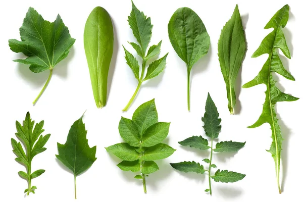 Set, collection of green leaves of different plants isolated on white background — Stock Photo, Image