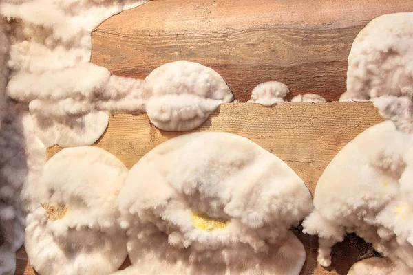 White yellow fluffy mold fungus on wooden board in cellar, attic, basement in residential building — Stock Image White yellow fluffy mold fungus on wooden board in cellar, attic, basement in residential building Royalty Free Stock Images