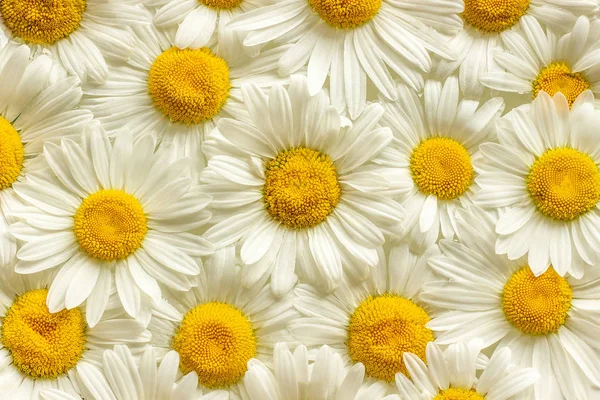Many field flowers chamomile daisies close up as background or texture for your design — Stock Photo, Image