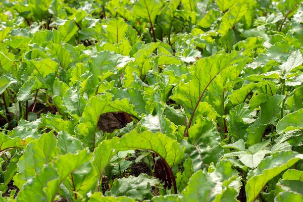 Groene plantaardige bieten struiken. Kweken van wortel groenten in open veld — Stockfoto