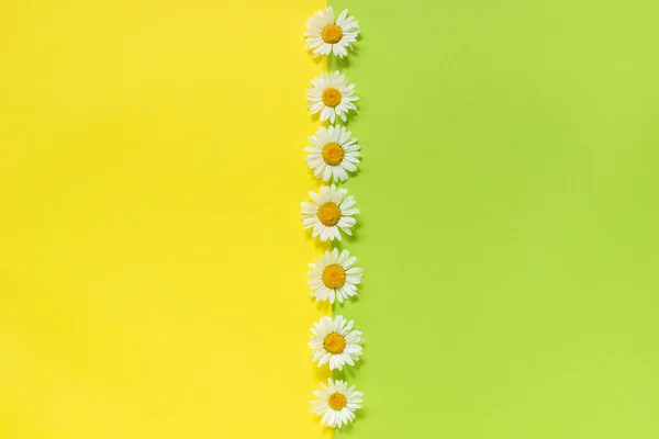 Вертикальна лінія ромашок ромашки квіти на жовтому і зеленому паперовому фоні в мінімальному стилі Копіювати простір Шаблон для малювання, тексту або вашого дизайну Креативний плоский вигляд зверху — стокове фото