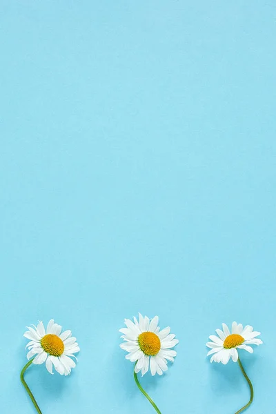 Tres flores de manzanilla sobre fondo de papel de color azul pastel Copiar espacio Plantilla para postal, letras, texto o su diseño Flat lay Vista superior Concepto Hello summer — Foto de Stock