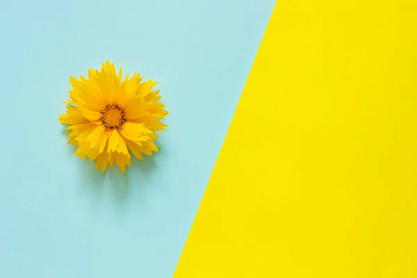 Una flor Coreopsis amarilla sobre fondo de papel azul y amarillo Estilo mínimo Copiar espacio Plantilla para letras, texto o tu diseño. Vista superior creativa — Foto de Stock