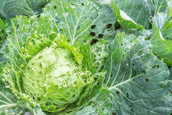 Cabbage damaged by insects pests close-up. Head and leaves of cabbage in hole, eaten by larvae butterflies and caterpillars. Consequences of the invasion butterflies Pieris brassicae
