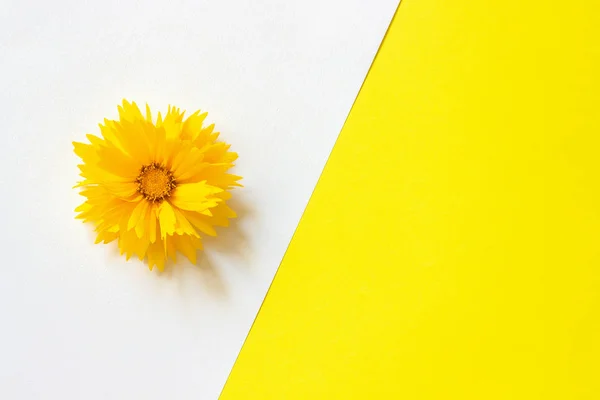 Una flor Coreopsis amarilla sobre fondo de papel blanco y amarillo Estilo mínimo Copiar espacio Plantilla para letras, texto o tu diseño. Vista superior creativa — Foto de Stock