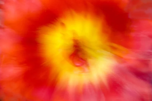 Blurred flowers as natural  background — Stock Photo, Image