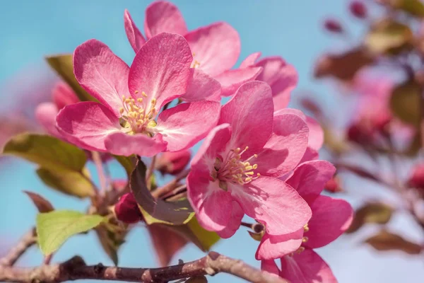 Blooming pink apple tree