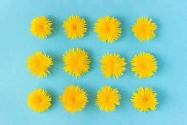 Mavi arka plan üzerinde baş karahindiba çiçeklerden dikdörtgen. Yukarıdan aşağıya kompozisyon