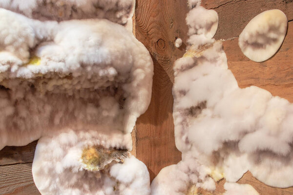 Бело-желтая пушистая плесень плесневела на деревянной доске в подвале, на чердаке, в подвале жилого дома
