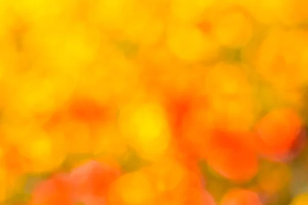 Natural autumn yellow-orange boke background texture — Stock Photo, Image