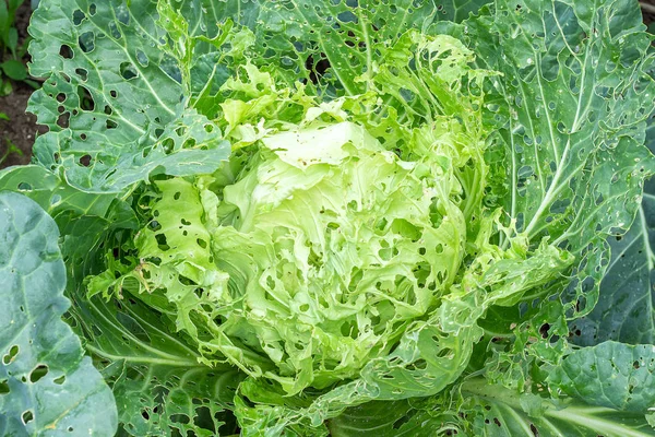 Kool beschadigd door insecten ongedierte close-up. Kop en bladeren van kool in gat, opgegeten door larven, vlinders en rupsen. Gevolgen van de invasie vlinders Pieris brassicae — Stockfoto