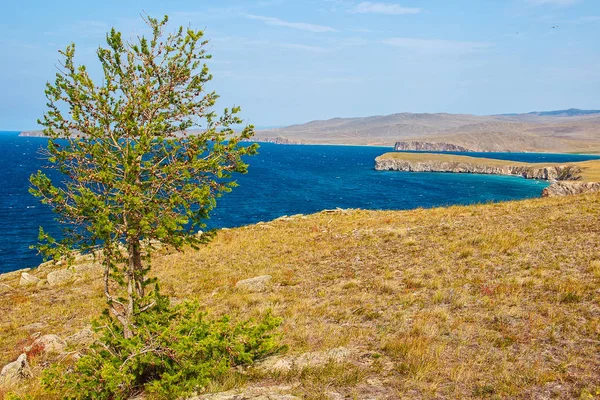 Larch dan danau Baikal di musim panas, pulau Olkhon . — Stok Foto