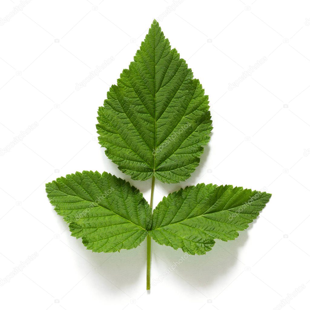 Fresh green natural raspberry leaf isolated on white background