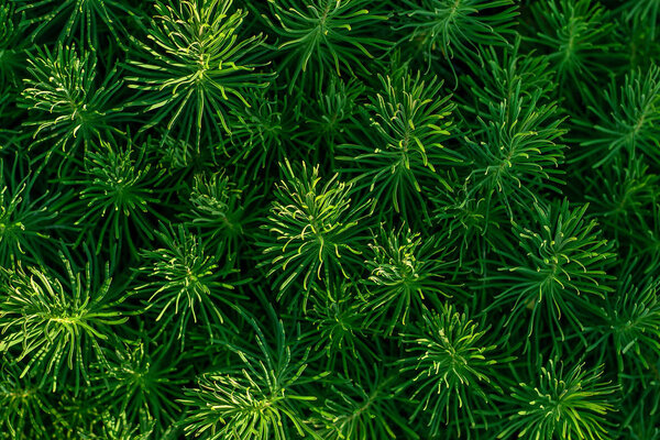 Green decorative plant grass, background, texture. Euphorbia cyparissias ornamental perennial in landscape design garden or park Abstract pattern Top view