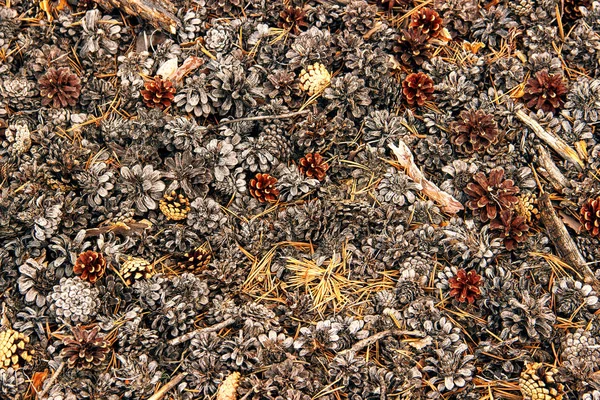 Cones de pinheiro deitado no chão — Fotografia de Stock
