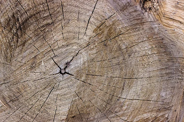 Superfície da árvore abatida — Fotografia de Stock