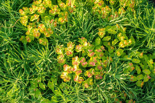 Green decorative plant grass, background, texture. Blooming Euphorbia cyparissias ornamental perennial in landscape design garden or park Abstract pattern Top view