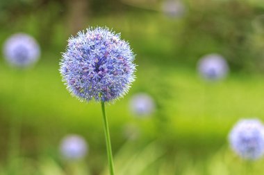 Allium caeruleum