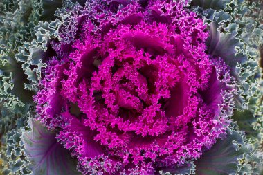 Süs Kale (Brassica oleracea var. acephala)