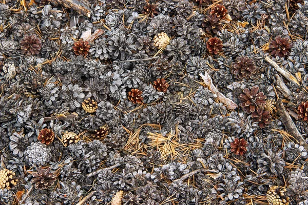 Pine cones lying on the ground — Stock Photo, Image