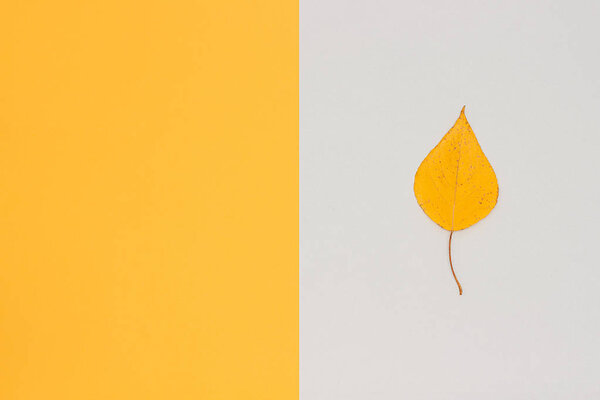 One yellow autumn birch leaf on gray - yellow background with copy space. Top view Minimal style Template for design, invitation, greeting card