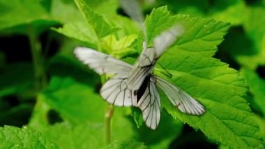 Yeşil ağaçlar arasında hızlı akım ile Dağ nehri. Yaz sabahı akıntılar ve ormanlık kıyı ile hızlı temiz dere. Rusya, Doğu Sibirya