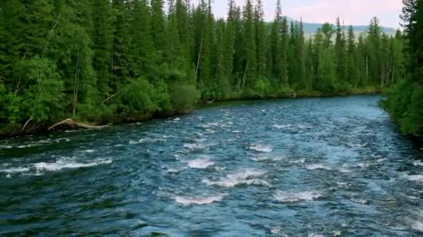 绿树间水流湍急的山河 夏季早晨 快速干净的溪流与急流和树木繁茂的海岸 俄罗斯 东西伯利亚 — 图库视频影像
