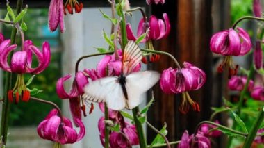 İki kelebekler siyah-Veined beyaz aporia crataeg parkta kırmızı çiçekler çiftleşme. Matrimonial Oyunlar ve böcek cinsel ilişki. Böcek dünyasında aşk kavramı yaz zaman Ardour