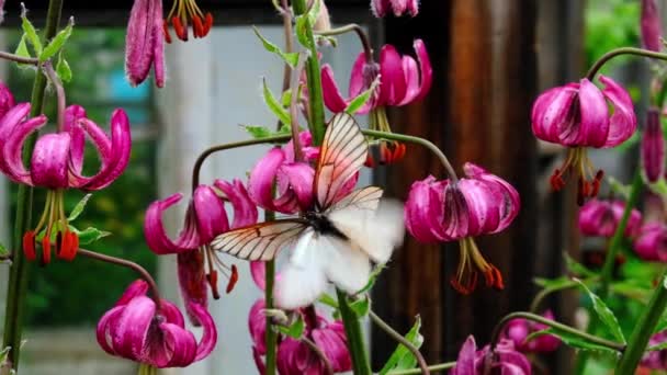 Dwa motyle Black-Veined White Aporia crataeg krycia na czerwone kwiaty w parku. Małżeńskich gier i owadów stosunek płciowy. Koncepcja czasu letniego Ardor miłości w świecie owadów — Wideo stockowe